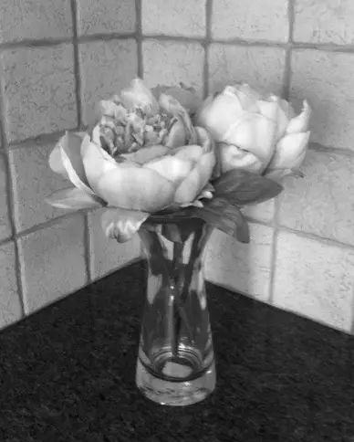 flowers on counter top flowers on counter top