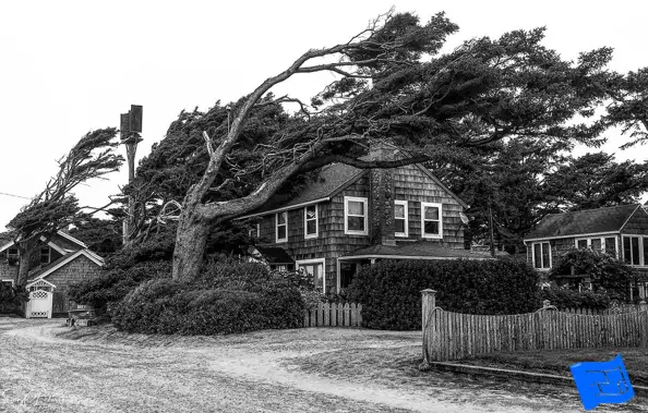 bent tree showing predominant wind direction bent tree showing predominant wind direction